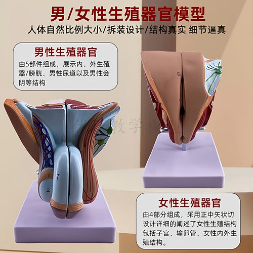 教学 男女性生殖系统模型泌尿系统教学模型 矢状人体器官解剖模型