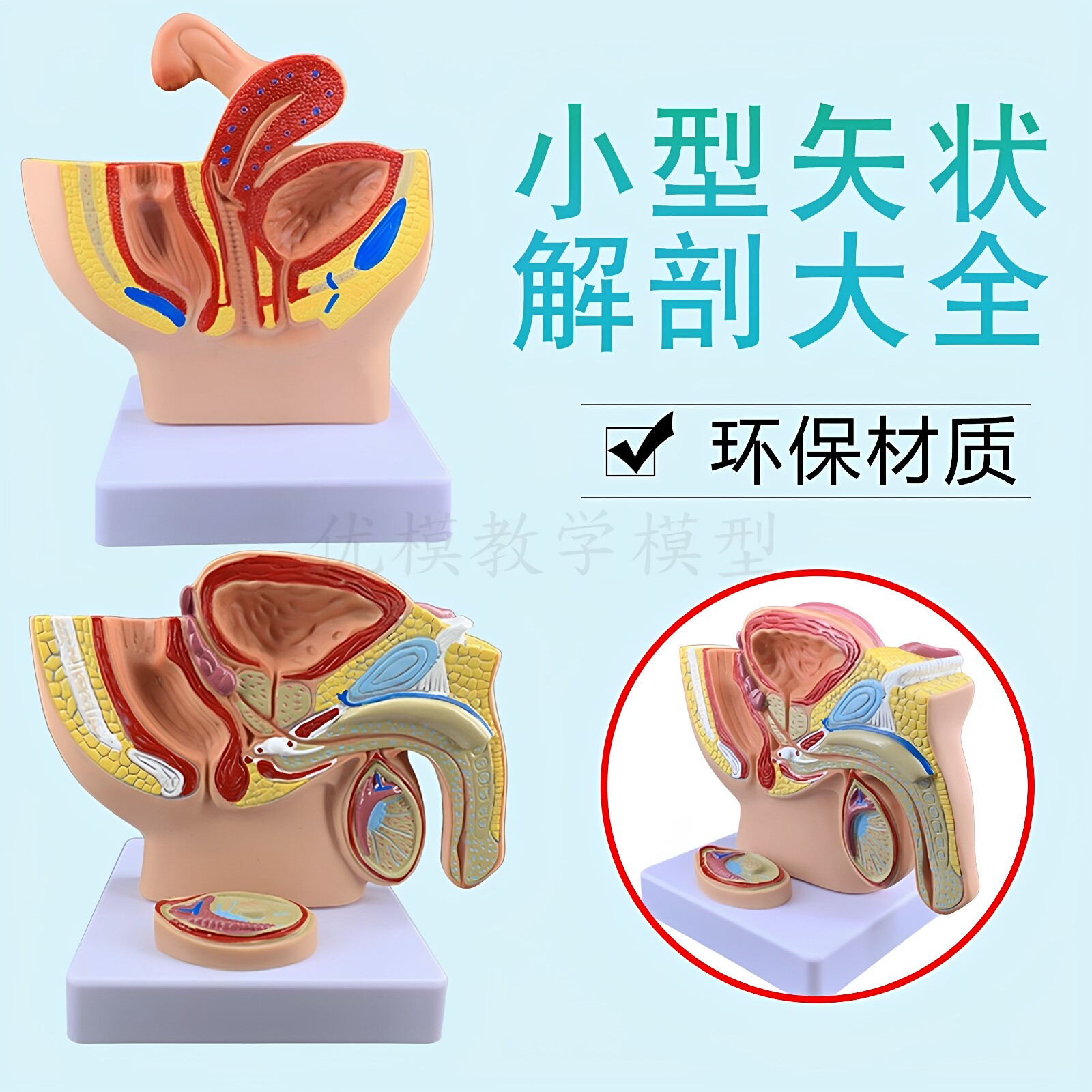 仿真男女性盆腔生殖正中矢状切面解剖模型可拆卸医用教学演示教具