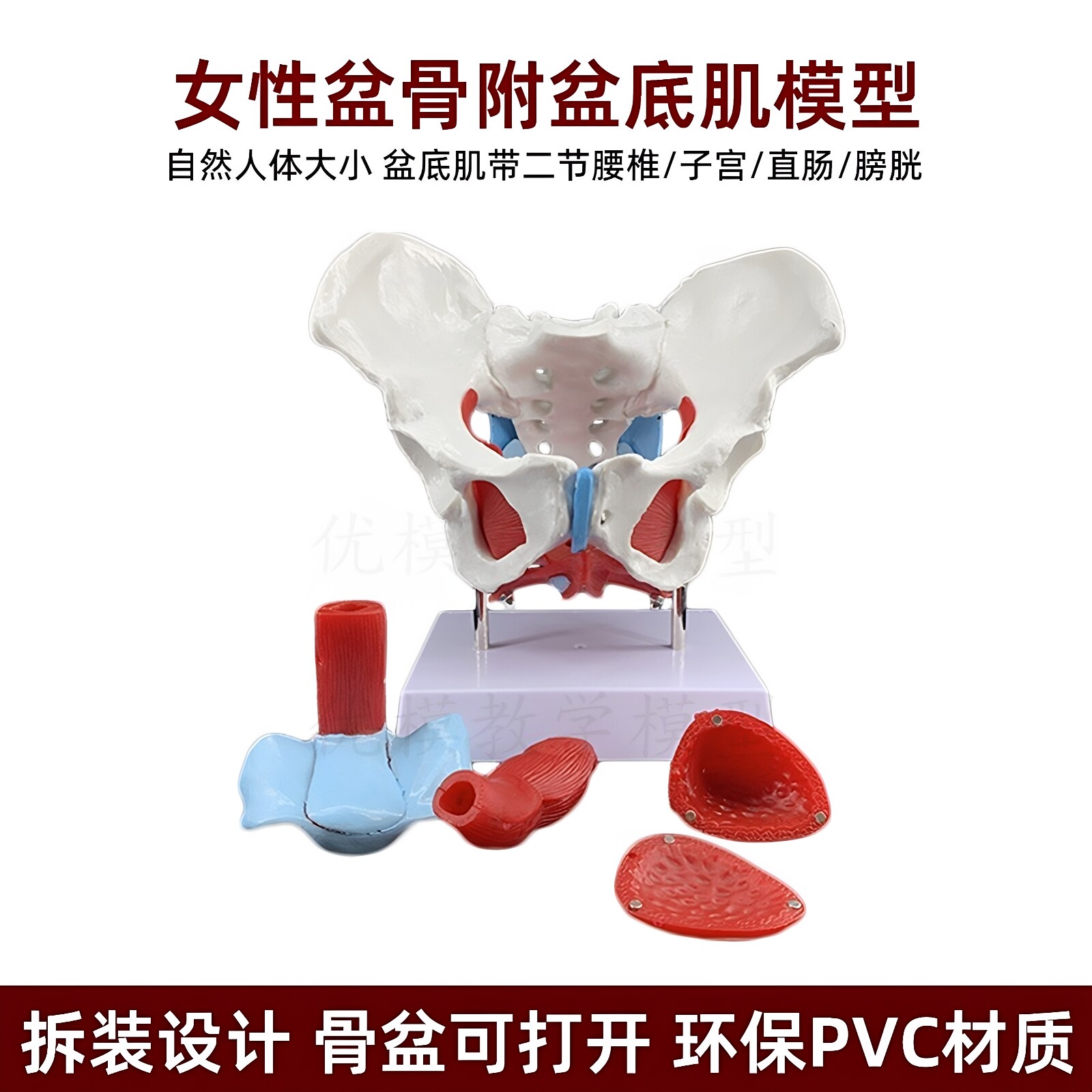 可活动 女性骨盆肌肉模型及盆底肌模型子宫盆骨分娩助产教学模型