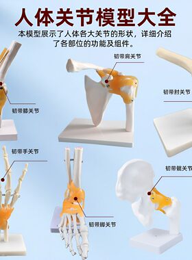 人体关节骨骼模型韧带手肘肩髋脚仿真演示医院学校用教具摆件全套