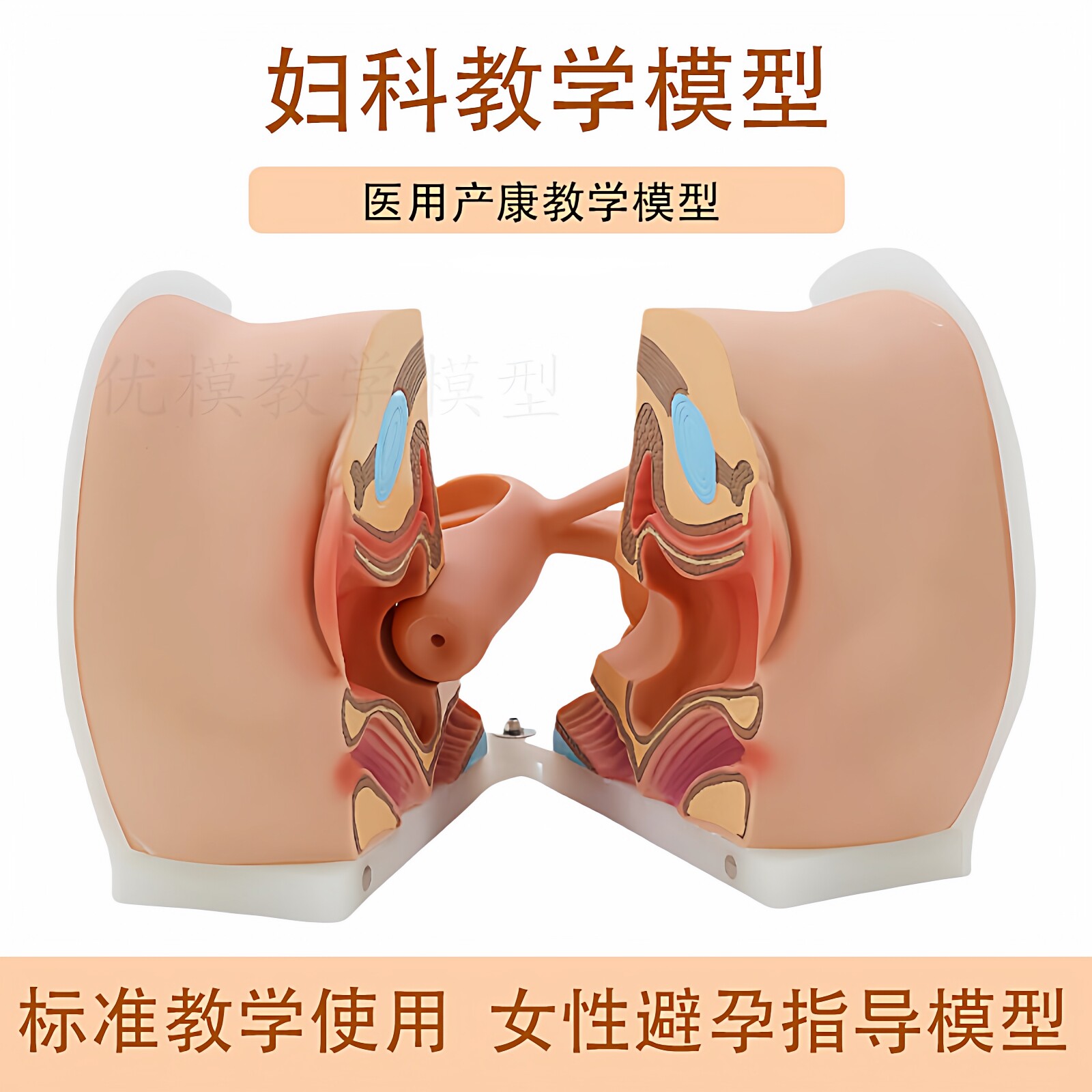 妇科教学模型成人生育软硅胶避孕检查子宫盆底肌闭合产后产康教具