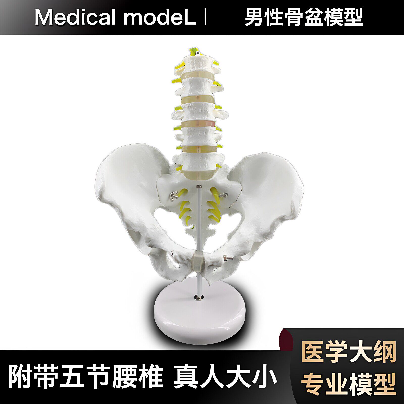 男性骨盆模型带五节脊柱脊椎腰椎关节人体骨骼骨架医学教学盆骨