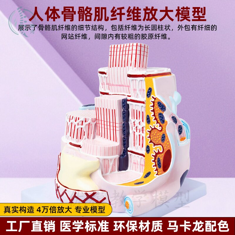 人体器官结构放大模型骨骼肌肉纤维解剖教学模型医院学校演示用具