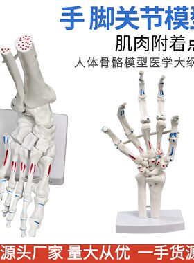 1比1艺用美术医用脚关节模型足踝关节足外科骨科标本骨骼模型仿真