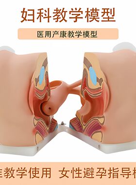人体女性避孕器安装指导演示模型子宫生殖器卵巢医院学校教学教具