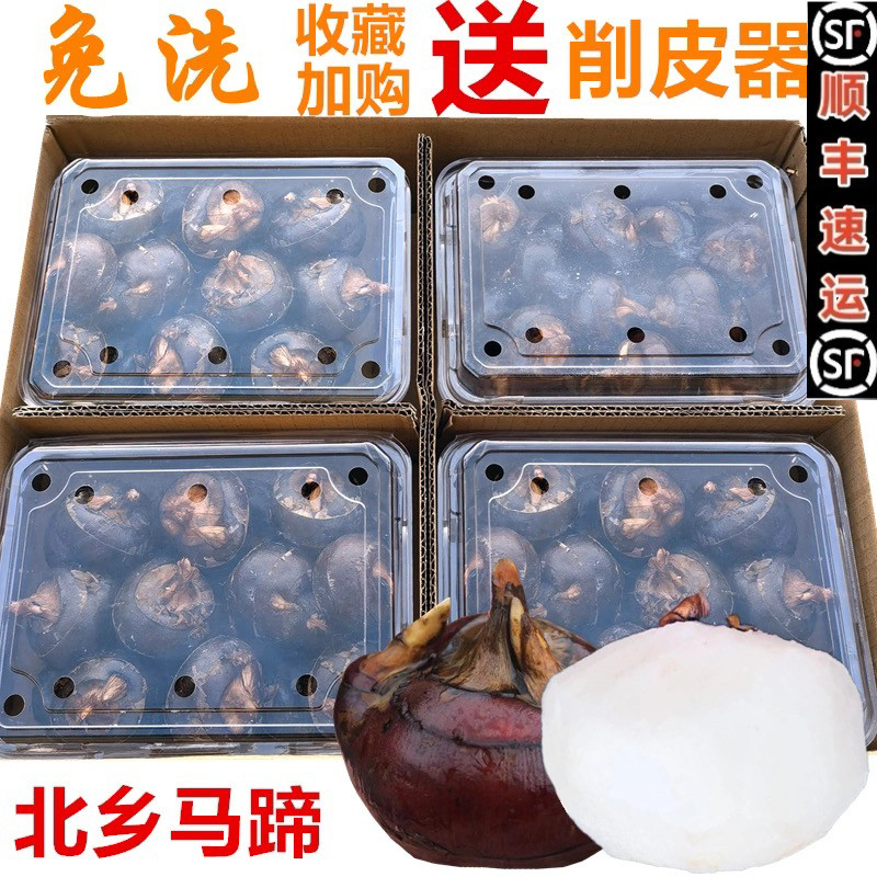 乐昌北乡免洗荸荠马蹄