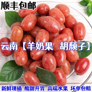 云南野生新鲜酸甜可口羊奶果现摘现发半春子孕妇牛奶水果胡颓子