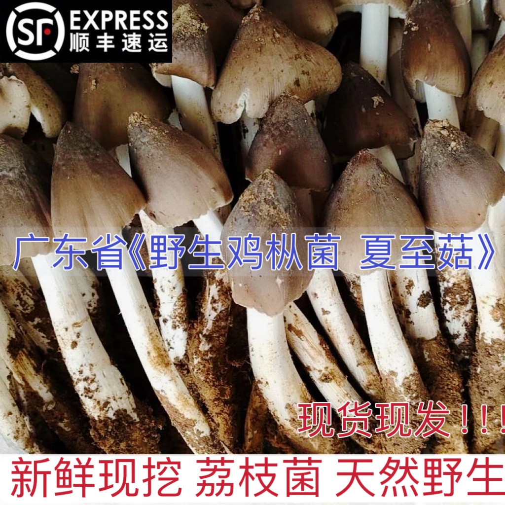 广东特产野生菌菇夏至菇鸡枞菌现挖现发荔枝菌当季大脚菇顺丰