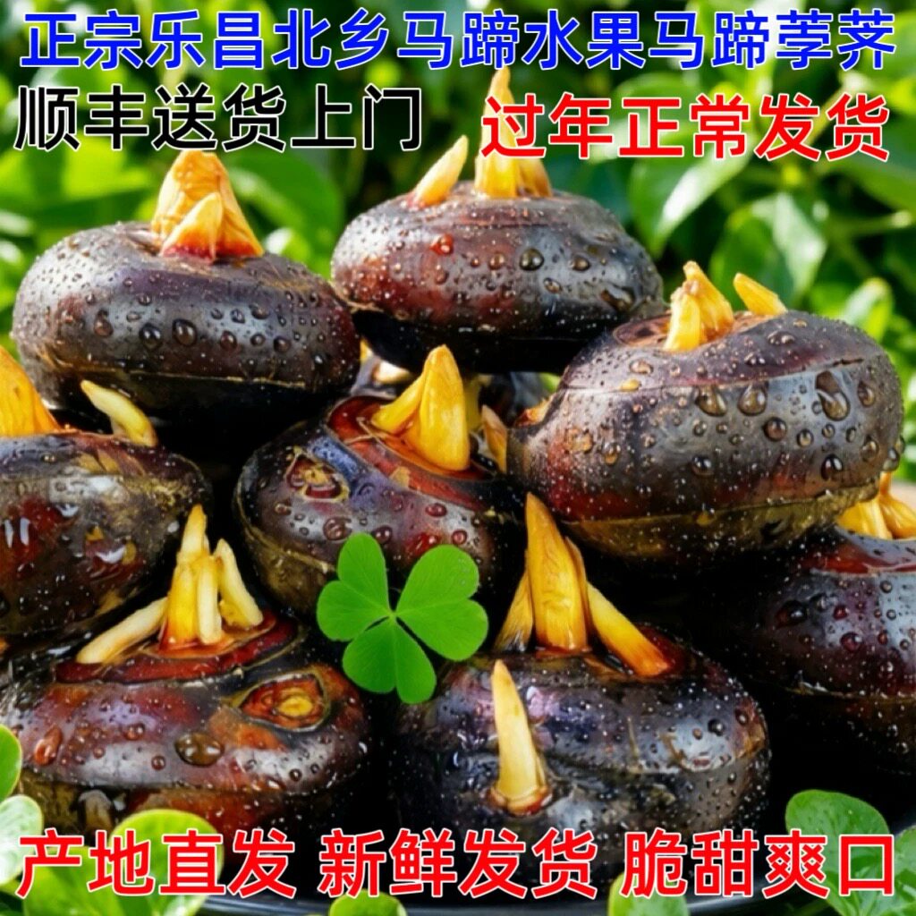 正宗乐昌北乡新鲜现挖马蹄荸荠地雪梨特大果马蹄王免清洗脆甜无渣