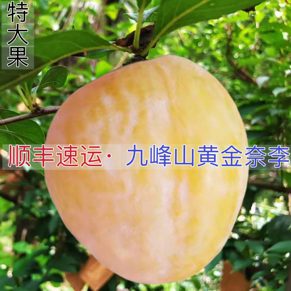 正宗九峰山黄金奈李孕妇水果