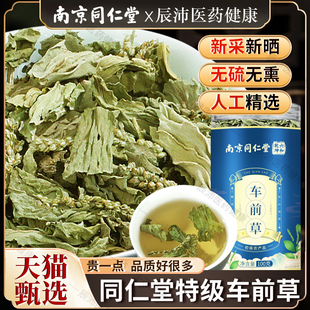 南京同仁堂车前草新鲜干货非车前草泡茶包的功效与作用官方旗舰店
