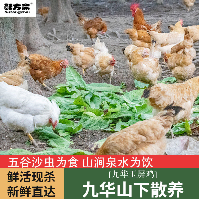 酥方斋新鲜老母鸡九华山笨鸡农家散养走地跑山鸡新鲜月子整只本鸡|ruв категории водной мясо/свежие фрукты и овощи/еда, яйца/яичные продукты, свежие яйца, другие - от Buy2taobao.com для оказания профессиональной услуги покупки агента Taobao