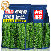 儿童即食海葡萄植物鱼子酱海藻凉拌菜新鲜盐渍官方旗舰店零食食品