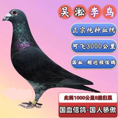 种国血超远纯程吴淞鸟种鸽信鸽幼鸽5000公李里公棚赛鸽子