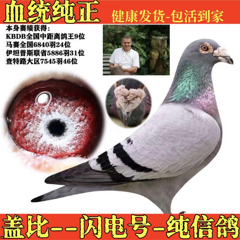 经典信一对公一母大鼻子成鸽子血统盖比公棚成绩高年级种鸽鸽幼鸽