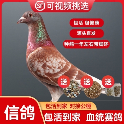 信鸽成绩鸽鸽子活一对信鸽种鸽赛鸽公棚成绩鸽杨阿腾带脚环血统鸽