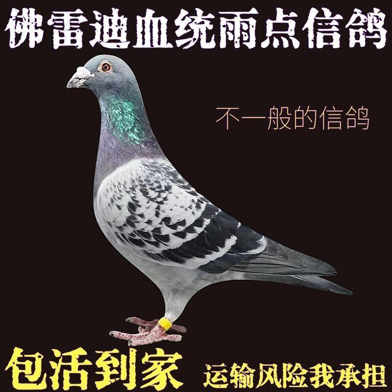 活信鸽成绩鸽子公一血统一对母冠军幼鸽千鸽公里种大鼻子赛鸽公棚