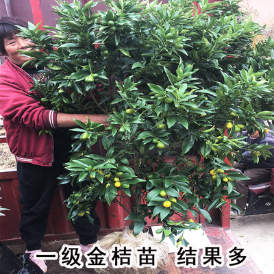 可食用四季金桔大树苗脆皮