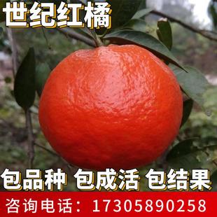 世纪红橘树苗庭院地栽柑橘耐寒桔子果苗盆栽嫁接大橘子树当年结果