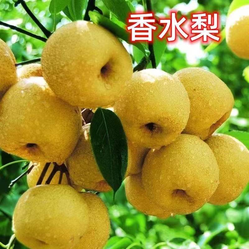 香水梨树果苗嫁接东北耐寒小香水梨树苗南果梨树苗香水梨梨树活苗