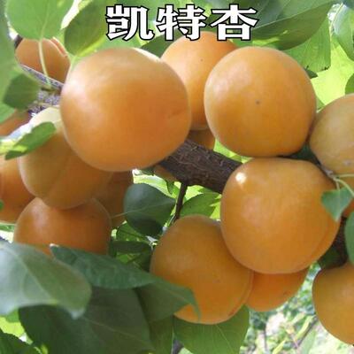 新品种晚熟杏树苗当年结果