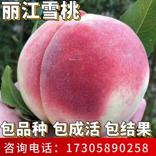 丽江雪桃苗南北方种植耐寒特大晚熟桃树果苗盆栽嫁接脆桃当年结果