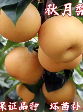秋月梨树苗嫁接梨树果苗庭院梨子果树苗翠冠梨南北方种植当年结果