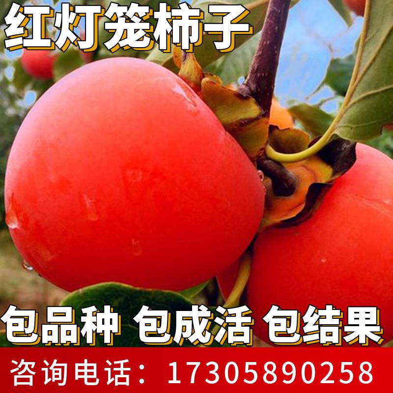 红灯笼柿子树苗南北方庭院图片