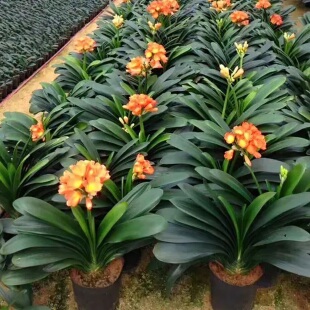 四季 君子兰盆栽带花苞大苗花卉植物室内易活绿植水培好养多肉大全