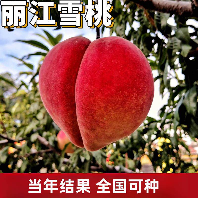 丽江雪桃苗南北方庭院地栽种植特大果树盆嫁接矮化甜脆桃当年结果