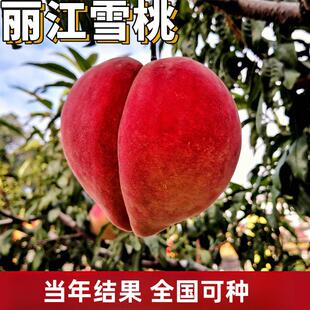 丽江雪桃苗南北方庭院地栽种植特大果树盆嫁接矮化甜脆桃当年结果