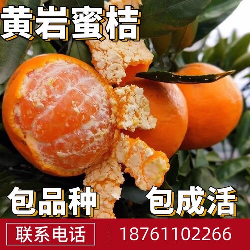 黄岩蜜桔苗南北方无籽特大