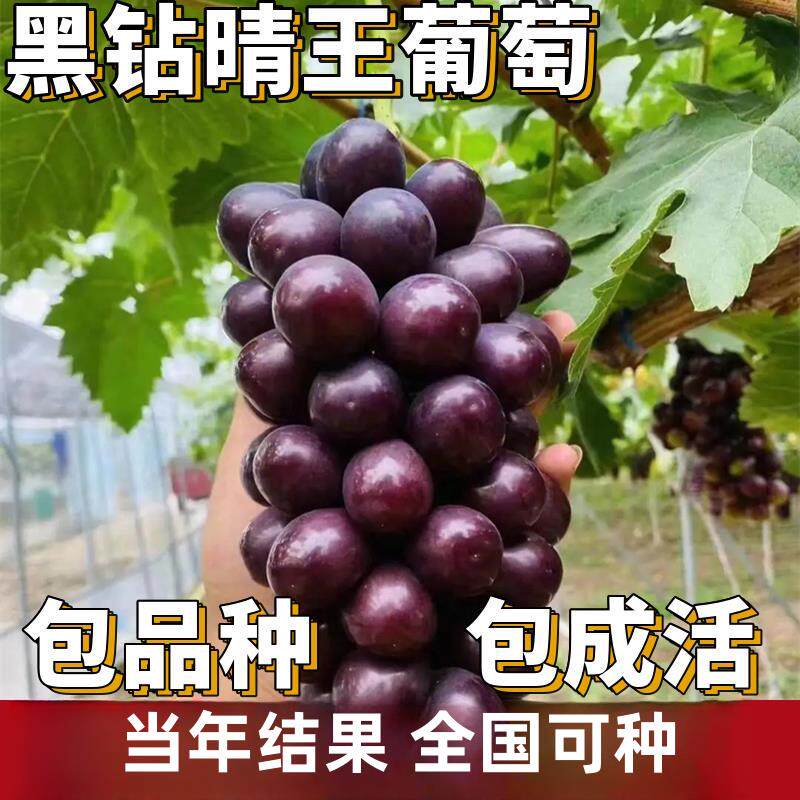 黑钻晴王葡萄苗南北方地栽特大爬藤果树盆栽嫁接阳光玫瑰当年结果