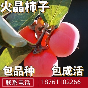 火晶柿子树南北方庭院地栽特大果苗盆栽嫁接红灯笼小火罐当年结果