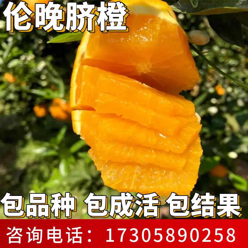 伦晚脐橙苗南北方在庭院耐图片