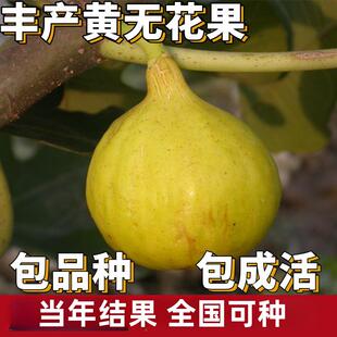 丰产黄无花果苗南北方庭院地栽特大果树阳台盆栽嫁接耐寒当年结果