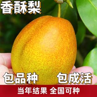 红香酥梨苗梨树果苗南北方庭院地栽特大果树阳台盆栽嫁接当年结果