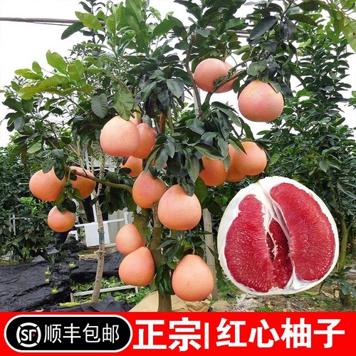 柚子树苖红心肉蜜嫁接三果南
