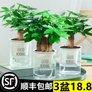 发财树大小盆栽庭院花卉桌面摆件植物水培办公室内吸甲醛绿萝文竹