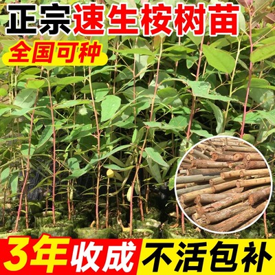 速生桉树苗广29尤加利盆栽