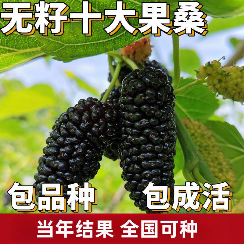 无籽十大果桑苗南北方庭院地栽特大果树盆栽嫁接桑葚树苗当年结果