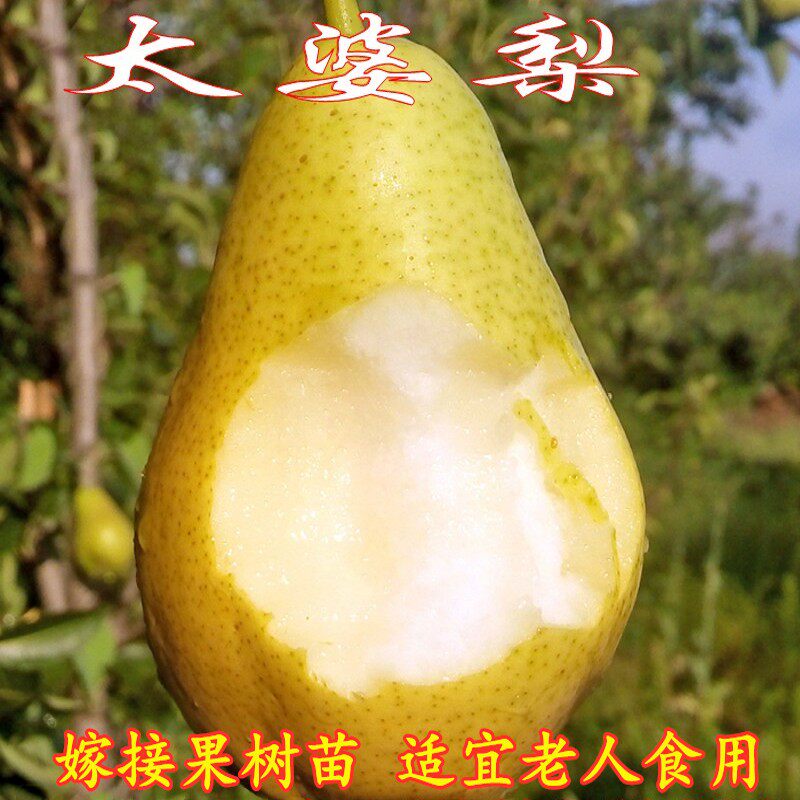 太婆梨苗 茄梨嫁接果树苗当年结果 香蕉梨苗大头巴梨香软梨酥梨树