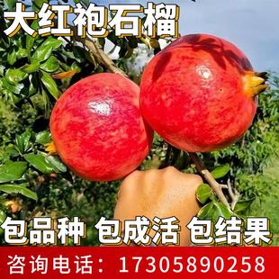 大红袍石榴树树苗南北方耐寒特大果树盆栽嫁接高杆老桩当年结果