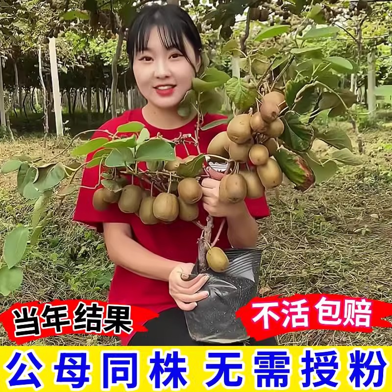 红心猕猴桃树果苗嫁接果树苗