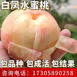 白凤水蜜桃苗南北方种植耐寒桃树果苗大树盆栽嫁接活苗当年结果