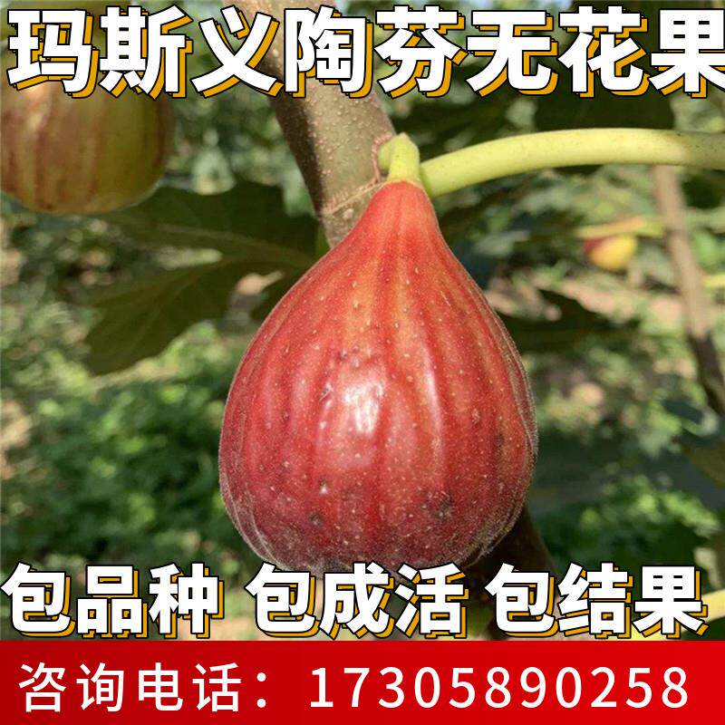 玛斯义陶芬无花果苗南北方耐寒特大号果树苗盆栽嫁接老桩当年结果