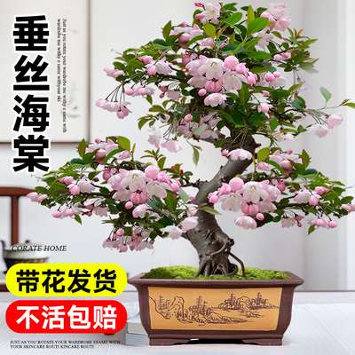 海棠花盆栽四季开树苗老桩