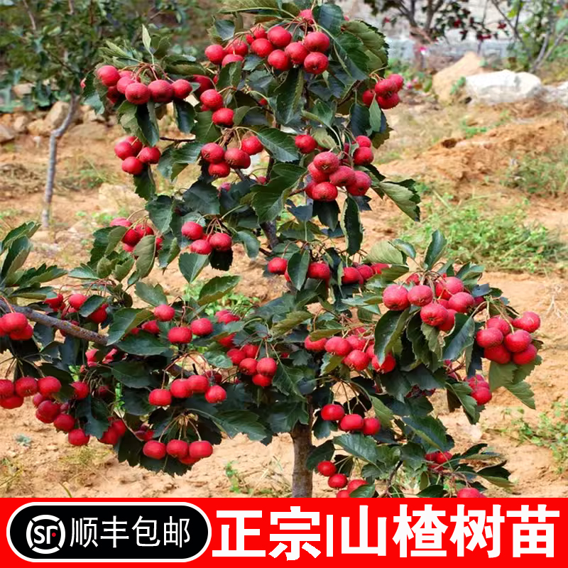 山楂树活苗无籽甜大当年结果