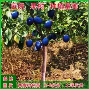 西梅树树苗南北方庭院种植带土盆栽地栽特大果树果苗西梅树苗带果