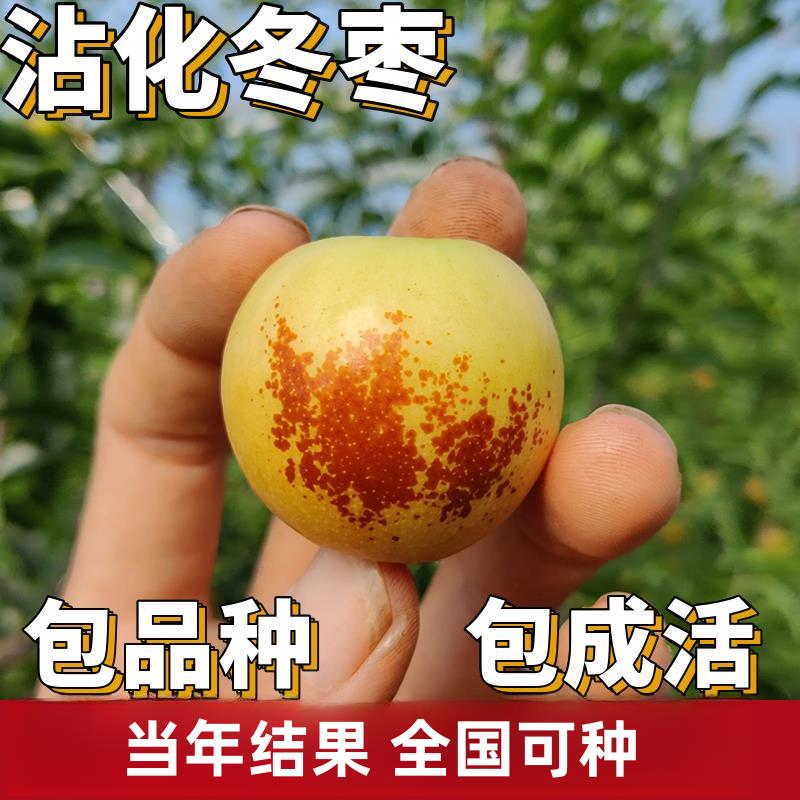 沾化二代冬枣苗树南北方地栽特大果树活苗盆栽嫁接枣子树当年结果